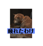 愛犬花12（個別スタンプ：9）