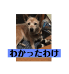 愛犬花12（個別スタンプ：11）