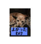 愛犬花12（個別スタンプ：12）