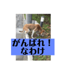 愛犬花12（個別スタンプ：13）