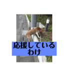 愛犬花12（個別スタンプ：14）