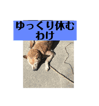 愛犬花12（個別スタンプ：15）