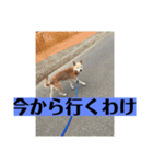 愛犬花12（個別スタンプ：16）