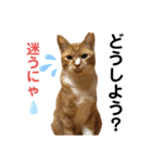 LIGHTの日常スタンプ part1（個別スタンプ：29）