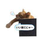 LIGHTの日常スタンプ part1（個別スタンプ：32）