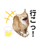 LIGHTの日常スタンプ part1（個別スタンプ：33）