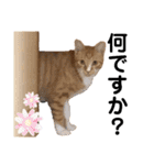 LIGHTの日常スタンプ part1（個別スタンプ：35）