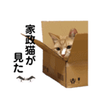 LIGHTの日常スタンプ part1（個別スタンプ：40）