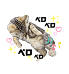 ひま ニャン語（個別スタンプ：3）