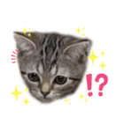 ひま ニャン語（個別スタンプ：4）
