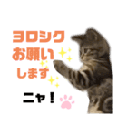 ひま ニャン語（個別スタンプ：5）