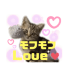 ひま ニャン語（個別スタンプ：6）