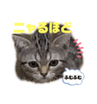 ひま ニャン語（個別スタンプ：7）