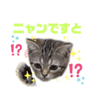 ひま ニャン語（個別スタンプ：8）