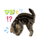 ひま ニャン語（個別スタンプ：9）
