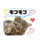ひま ニャン語（個別スタンプ：10）
