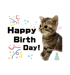 ひま ニャン語（個別スタンプ：12）