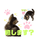 ひま ニャン語（個別スタンプ：13）