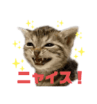 ひま ニャン語（個別スタンプ：14）