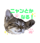 ひま ニャン語（個別スタンプ：15）