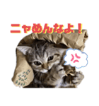 ひま ニャン語（個別スタンプ：16）