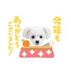 てぃーちゃんの毎日スタンプ（個別スタンプ：24）