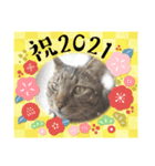うちのにゃんこにゃ4（個別スタンプ：2）