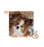 ぱぴぱぴパピヨン14（個別スタンプ：1）