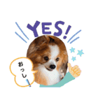 ぱぴぱぴパピヨン14（個別スタンプ：8）