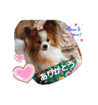 ぱぴぱぴパピヨン14（個別スタンプ：16）