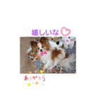 ぱぴぱぴパピヨン14（個別スタンプ：17）