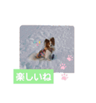 ぱぴぱぴパピヨン14（個別スタンプ：20）