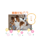 ぱぴぱぴパピヨン14（個別スタンプ：21）