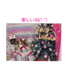 ぱぴぱぴパピヨン14（個別スタンプ：24）