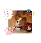 ぱぴぱぴパピヨン14（個別スタンプ：25）