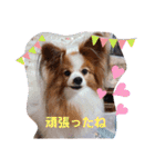 ぱぴぱぴパピヨン14（個別スタンプ：29）
