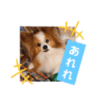 ぱぴぱぴパピヨン14（個別スタンプ：35）