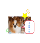 ぱぴぱぴパピヨン14（個別スタンプ：36）