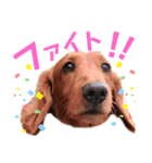 れもんスタンプ①（個別スタンプ：1）