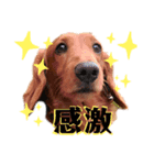れもんスタンプ①（個別スタンプ：3）
