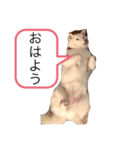 柴犬とダックスフンド（個別スタンプ：1）
