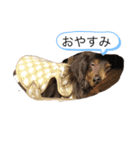 柴犬とダックスフンド（個別スタンプ：2）