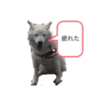 柴犬とダックスフンド（個別スタンプ：3）