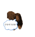 柴犬とダックスフンド（個別スタンプ：5）