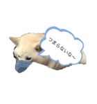 柴犬とダックスフンド（個別スタンプ：6）