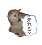 柴犬とダックスフンド（個別スタンプ：8）