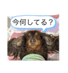 柴犬とダックスフンド（個別スタンプ：9）