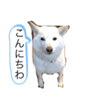 柴犬とダックスフンド（個別スタンプ：10）