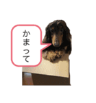 柴犬とダックスフンド（個別スタンプ：11）
