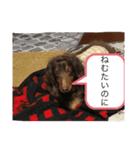 柴犬とダックスフンド（個別スタンプ：13）